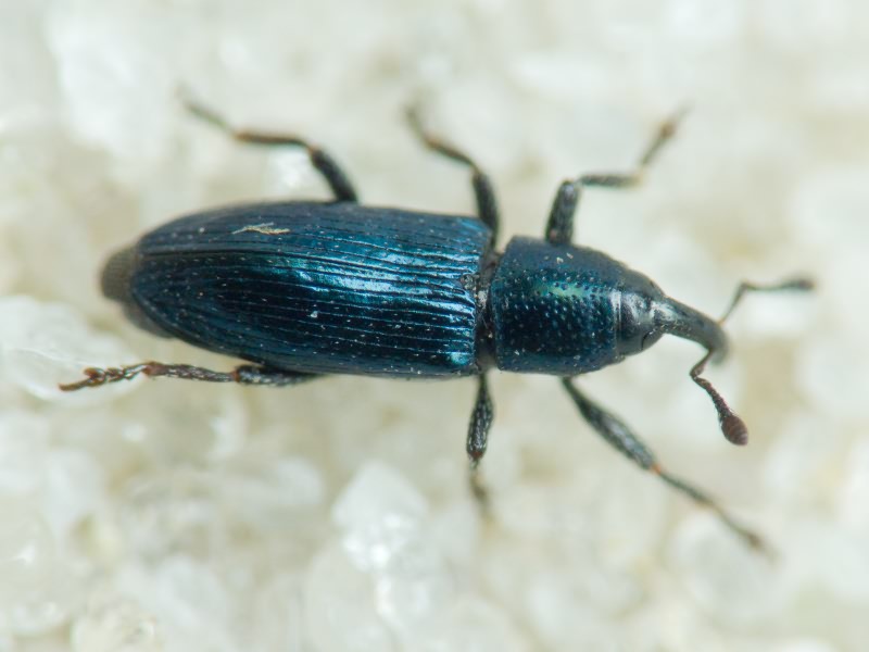 Aulacobaris janthina (Boheman, 1836)